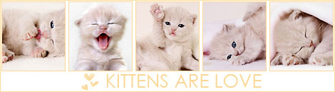 http://img0.liveinternet.ru/images/attach/b/3/4/387/4387820_kittens2.jpg