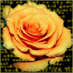  (150x150, 17Kb)