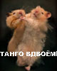  (80x100, 2Kb)
