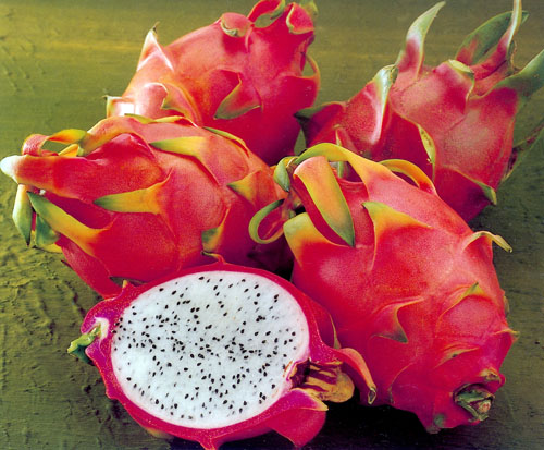 dragon fruit что это такое