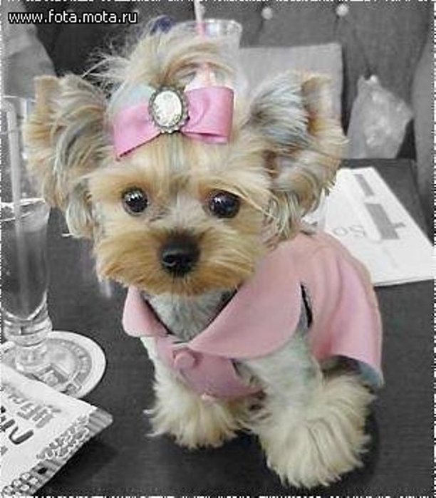 photo of girls йоркширский №37393 photo of girls йоркширский № 37392