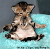 2380637_cat045 (100x98, 14Kb)