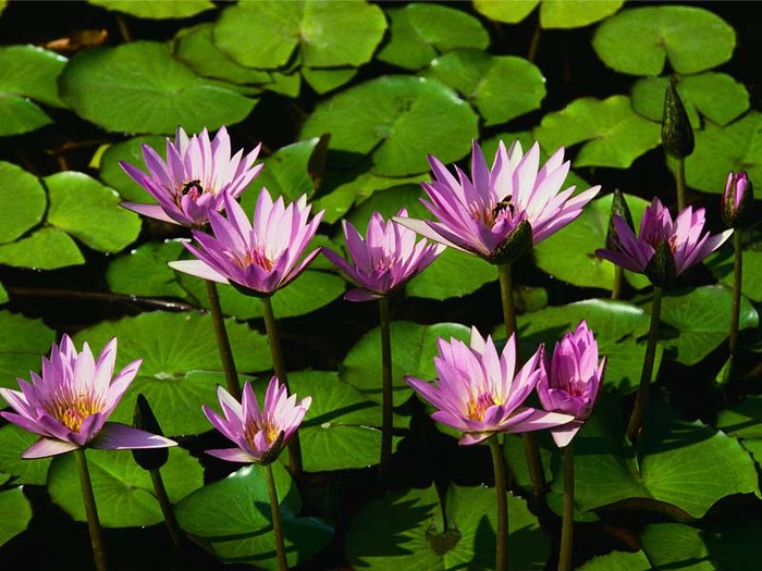 Water lilies (700x525, 109Kb)