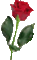 rose (37x60, 2Kb)