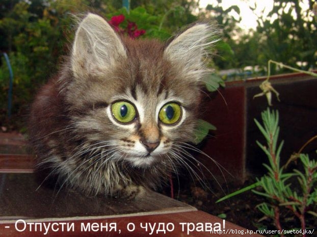 Как влияет сахар на мужскую потенцию
