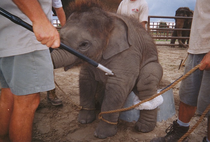Фотографии: Как готовят цирковых слонов