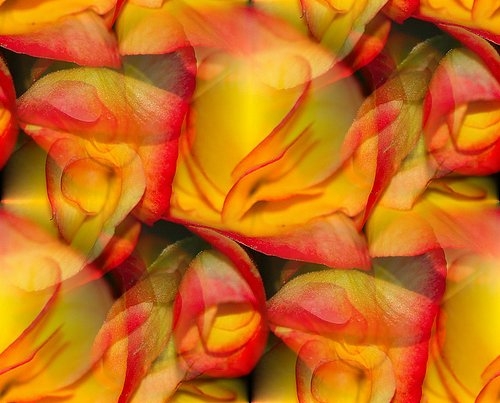 begonia_amazingdata_20090715122338 (500x403, 122Kb)