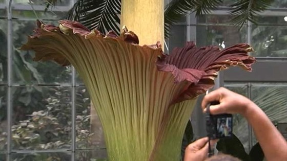 В Вашингтоне расцвел самый вонючий цветок в мире