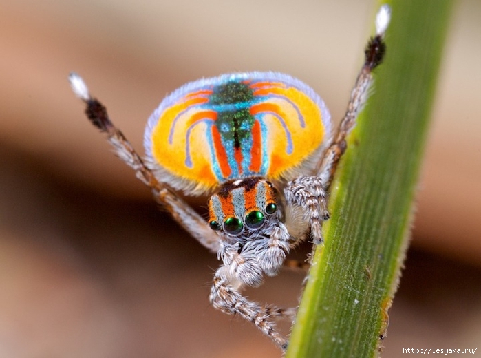 peacockspider04 (700x520, 210Kb)