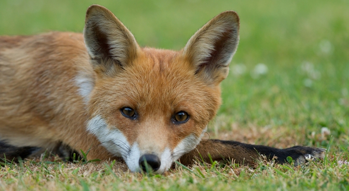 Фото: Fox — Gary Faulkner / Flickr.com