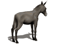 ani-donkey_bucking (120x90, 11Kb)