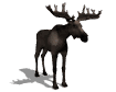 moose2 (105x84, 7Kb)