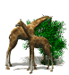 ani-giraffes_two (77x84, 4Kb)
