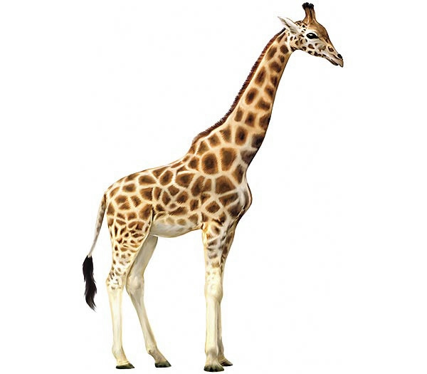 giraffe-pic1 (600x525, 60Kb)