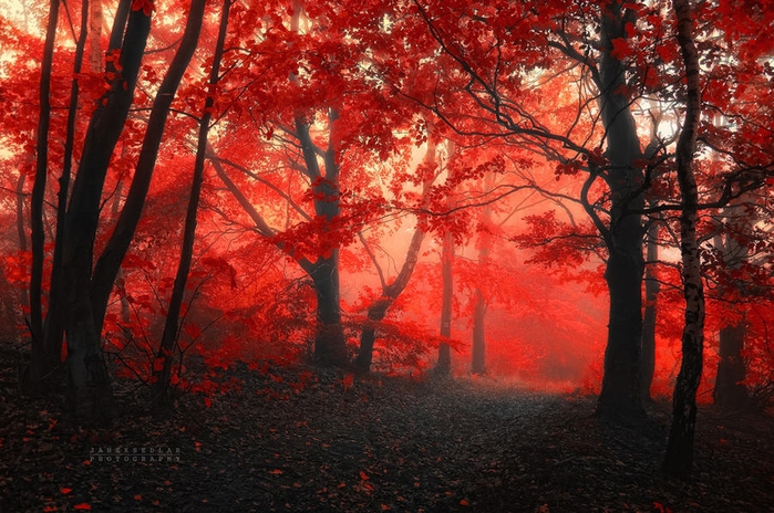 1 (700x464, 317Kb)