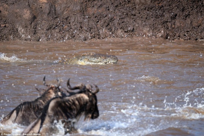 Нападение крокодилов на бегемота