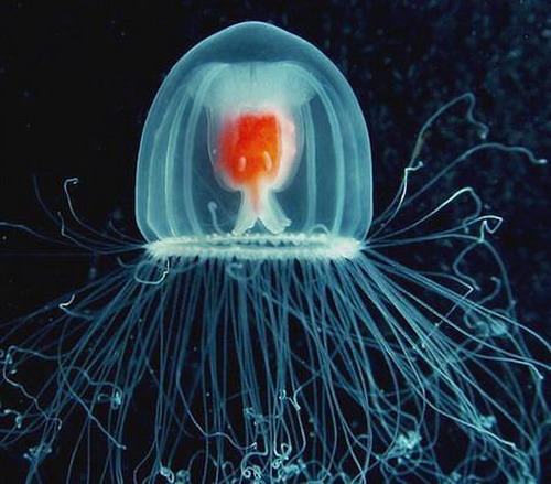 Bessmertnaya_Meduza (500x439, 67Kb)