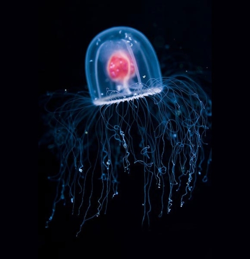 meduza-facty.at.ua (500x517, 93Kb)