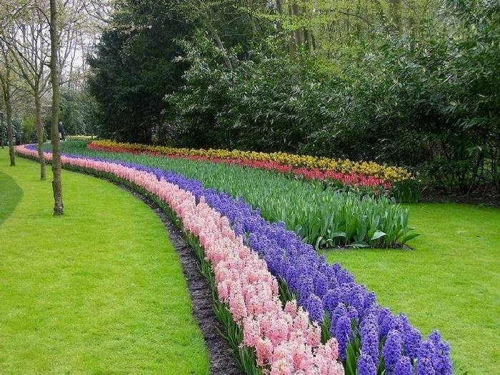 цветочный парк Кейкенхоф голландия 4 (700x525, 312Kb)