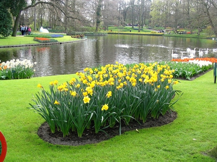 цветочный парк Кейкенхоф голландия 8 (700x525, 352Kb)