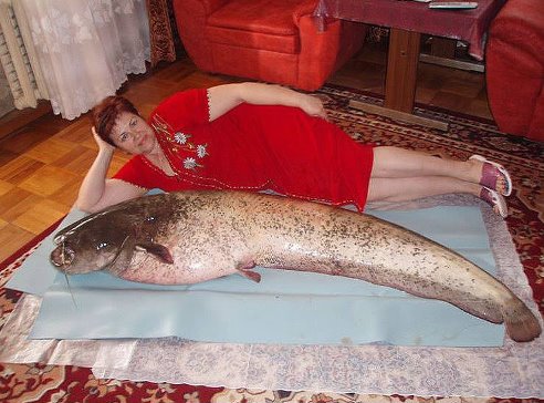 рыба для жарки (492x364, 49Kb)