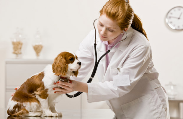 dog-veterinarian-152963621 (620x403, 46Kb)
