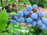 1375952292_mahonia2 (200x150, 11Kb)