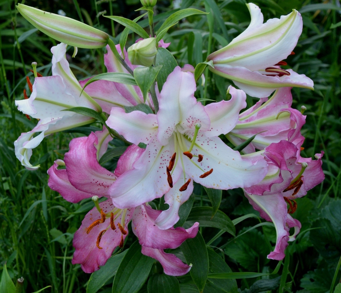 DSC_2215 (700x600, 298Kb)