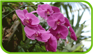 orchids_imagin_main (357x210, 31Kb)