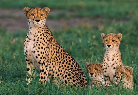 cheetah-cubs (470x324, 163Kb)