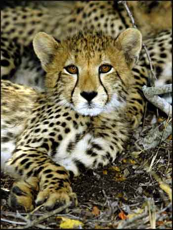 baby-cheetah-pictures (350x465, 156Kb)
