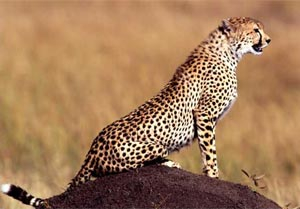 cheetah (300x209, 60Kb)
