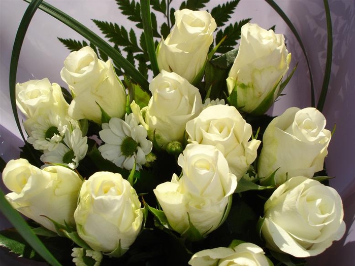 розы белые (699x525, 243Kb)