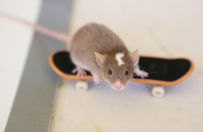 Мыши скейтеры из Голд Коста