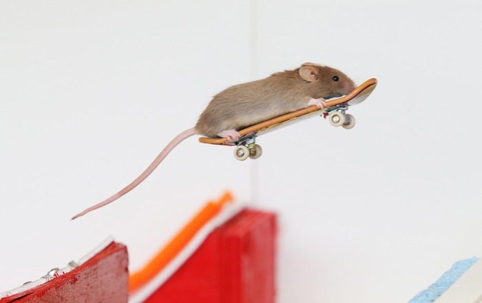 Австралиец научил грызунов кататься на досках   фото