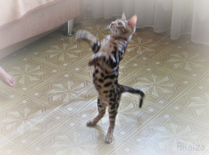 IMG_9743_1 (700x517, 222Kb)