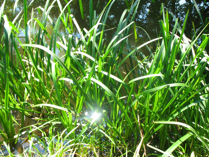 IMG_0390 (700x525, 628Kb)