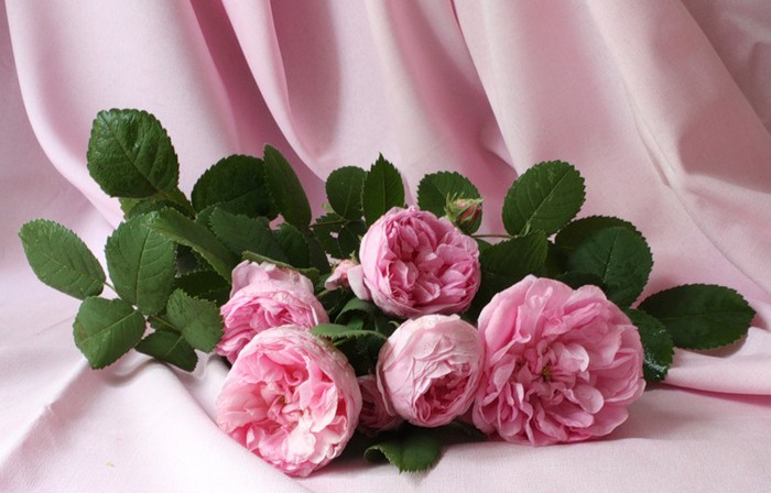 Натюрморты Розовые розы 0_e07f_9542a55e_XL (700x448, 78Kb)