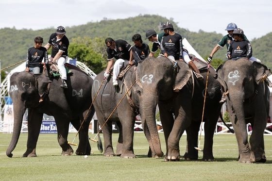 Поло на слонах на королевском турнире в Таиланде