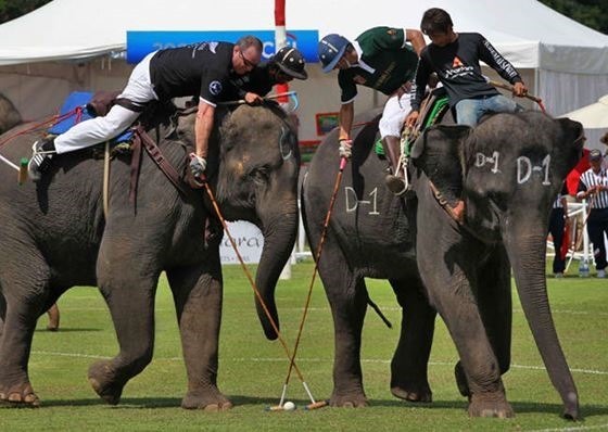 Поло на слонах на королевском турнире в Таиланде