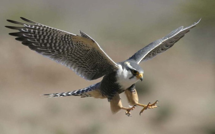Сокол - царская птица Peregrine-falcon-talons (700x438, 44Kb)
