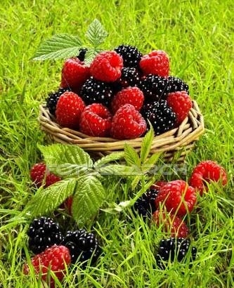 1330715721_rasberries-blackberrys-7-8-10 (333x410, 143Kb)