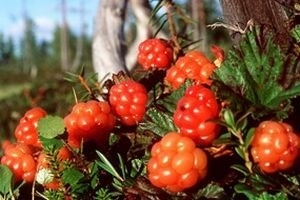 1330714324_Moroshka (300x200, 49Kb)
