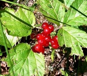 1330714134_Kostyanika (300x262, 81Kb)