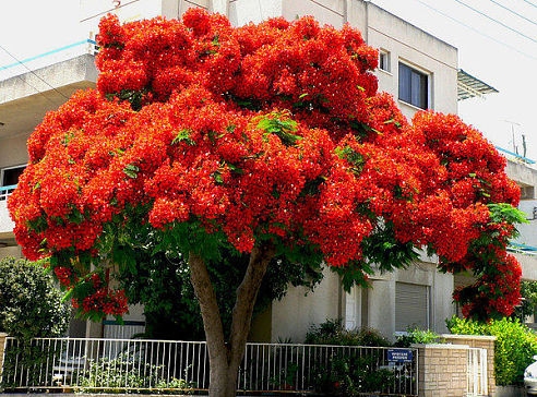 Delonix regia (492x364, 227Kb)