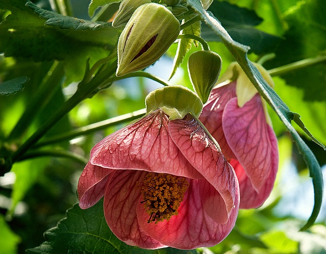 Abutilon01 (640x500, 389Kb)