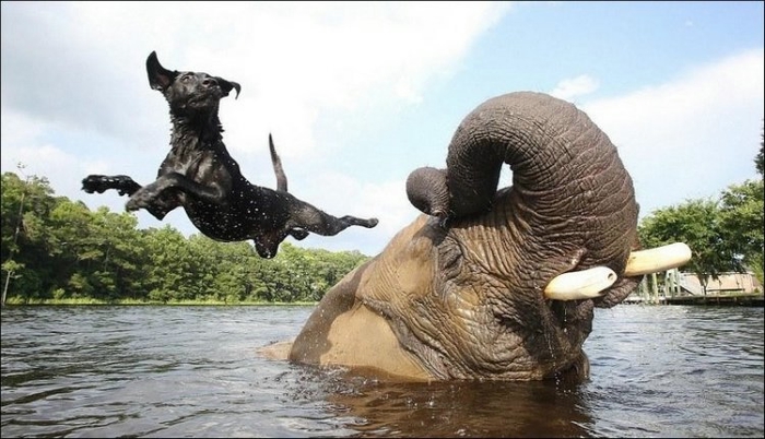 http://img0.liveinternet.ru/images/attach/b/4/105/189/105189814_elephant_and_dog_004.jpg