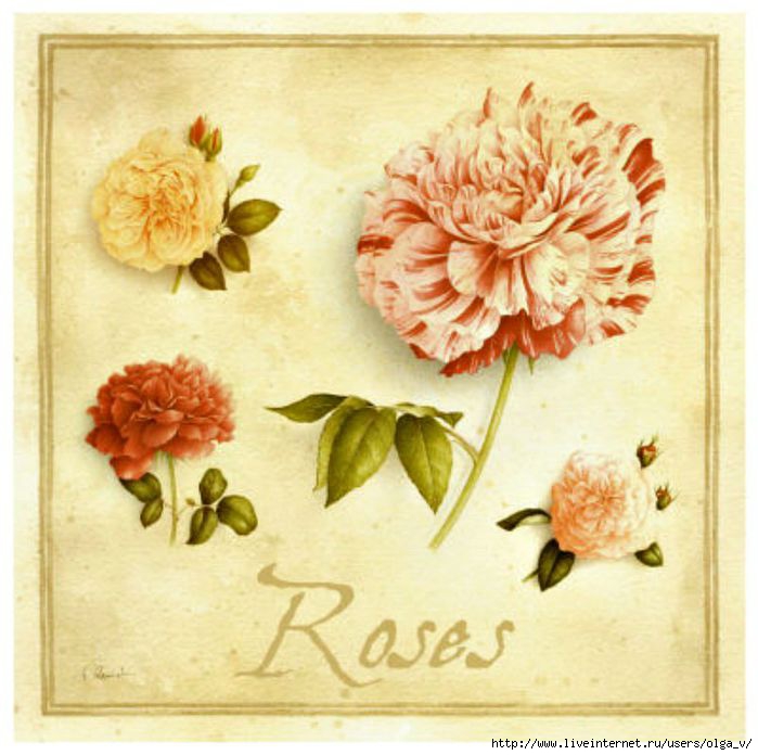 4964063_vincentperriolroses (700x696, 192Kb)