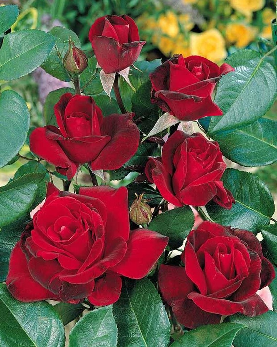 Розы   малин  амык  красивые (560x700, 158Kb)
