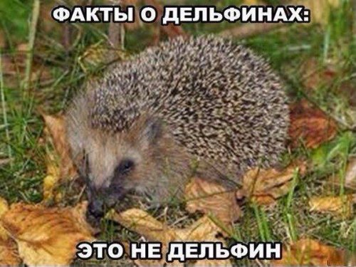 1399372601_foto-prikoly-3 (500x375, 191Kb)